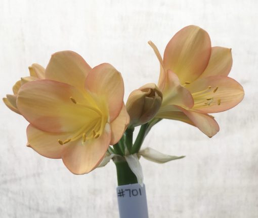 SH701   Light to Mid peach Clivia miniata with pink blush and wide tepals & bright yellow throat
