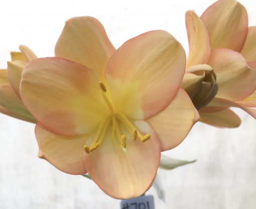 SH701   Light to Mid peach Clivia miniata with pink blush and wide tepals & bright yellow throat - Image 2