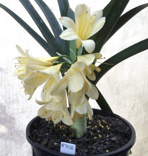 SH702  Near white yellow/cream Clivia miniata with yellow throat - Image 2