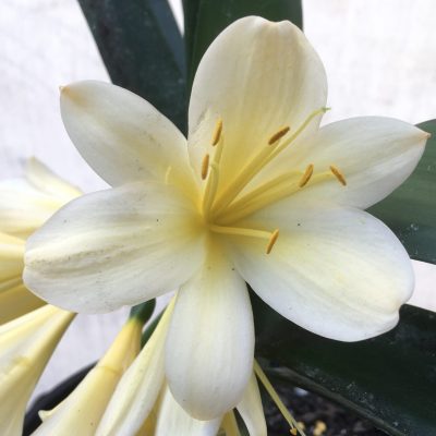 SH702  Near white yellow/cream Clivia miniata with yellow throat