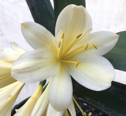 SH702  Near white yellow/cream Clivia miniata with yellow throat