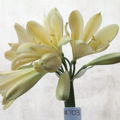 SH703 Cream/yellow Clivia miniata with light green throat