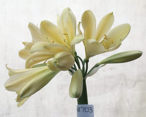 SH703 Cream/yellow Clivia miniata with light green throat