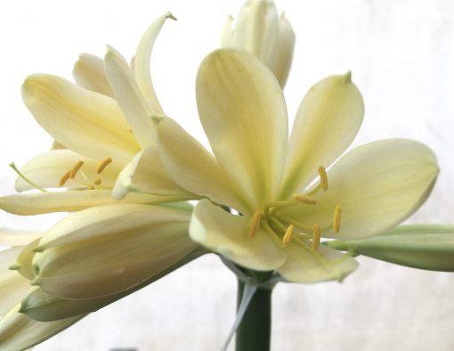 SH703 Cream/yellow Clivia miniata with light green throat - Image 2