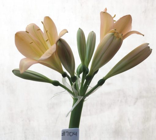 SH704  Mid peach Clivia miniata - Image 2