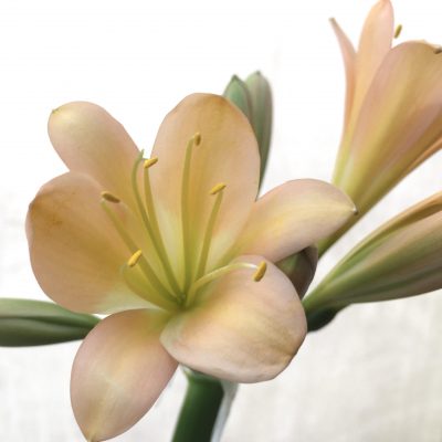 SH704  Mid peach Clivia miniata