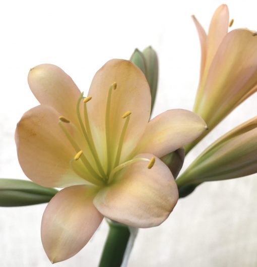 SH704  Mid peach Clivia miniata