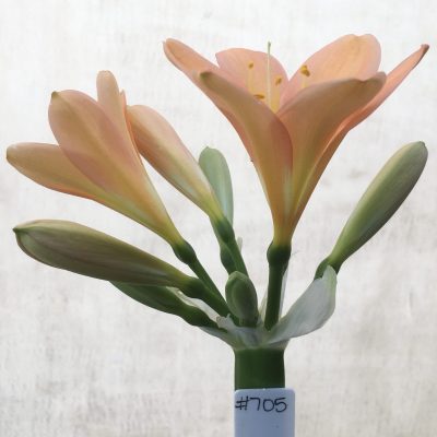 SH705  Mid to dark peach Clivia miniata with pink blush