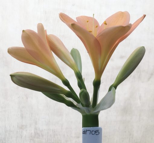 SH705  Mid to dark peach Clivia miniata with pink blush