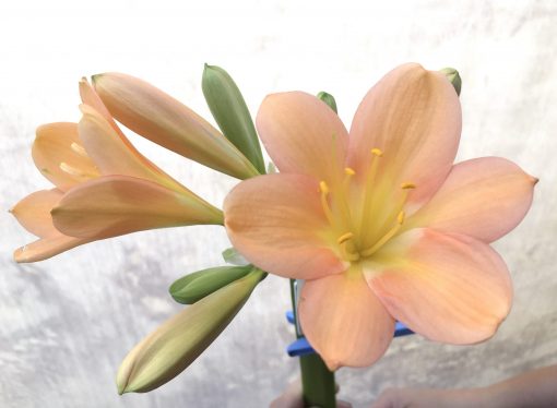 SH705  Mid to dark peach Clivia miniata with pink blush - Image 2