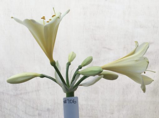 SH706  Cream/yellow Clivia miniata with bright yellow throat - Image 2
