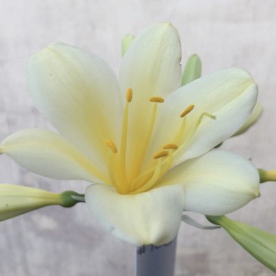 SH706  Cream/yellow Clivia miniata with bright yellow throat