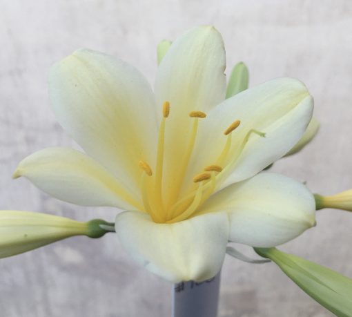 SH706  Cream/yellow Clivia miniata with bright yellow throat