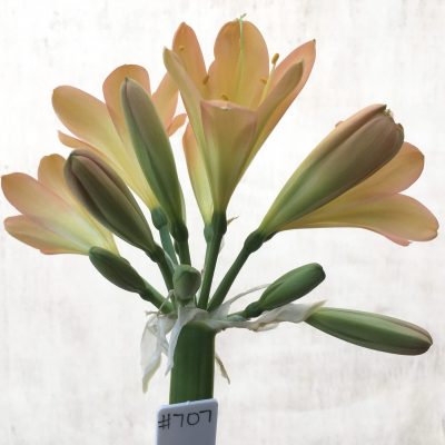 SH707  Mid peach/pink Clivia miniata with light green throat