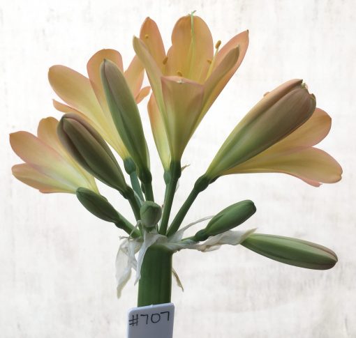SH707  Mid peach/pink Clivia miniata with light green throat