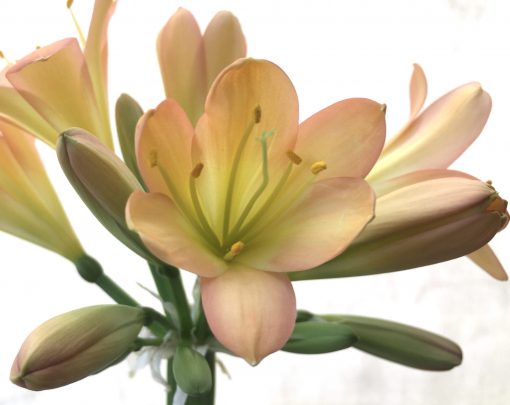 SH707  Mid peach/pink Clivia miniata with light green throat - Image 2