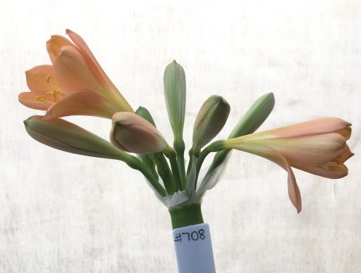 SH708  Dark peach/pink Clivia miniata with yellow throat and broad tepals - Image 2