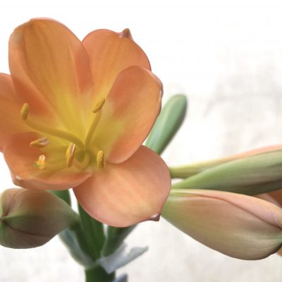 SH708  Dark peach/pink Clivia miniata with yellow throat and broad tepals