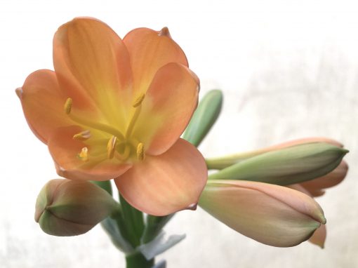SH708  Dark peach/pink Clivia miniata with yellow throat and broad tepals