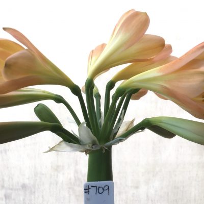 SH709  Mid peach Clivia miniata with pink blush and yellow throat
