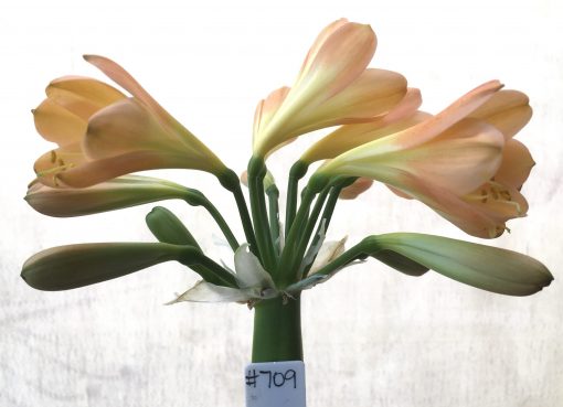 SH709  Mid peach Clivia miniata with pink blush and yellow throat