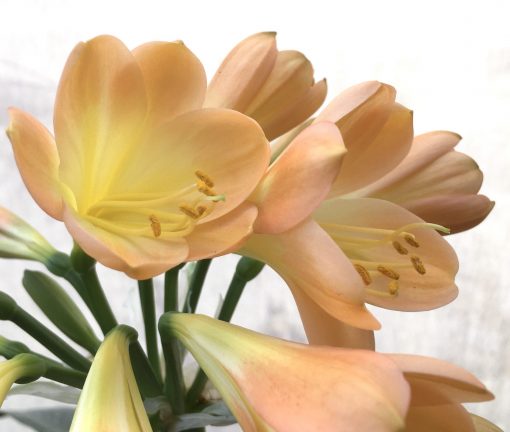 SH709  Mid peach Clivia miniata with pink blush and yellow throat - Image 2