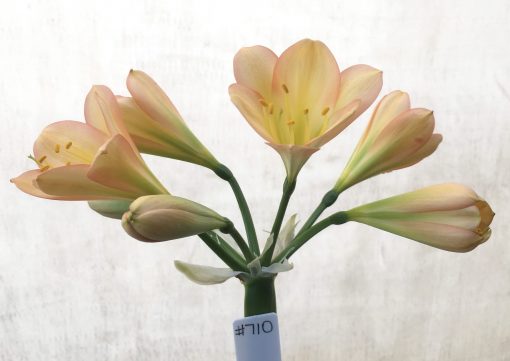 SH710  Light to mid peach Clivia miniata with soft pink blush, light green throat and perfectly shaped tepals - Image 2