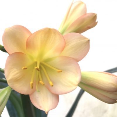 SH710  Light to mid peach Clivia miniata with soft pink blush, light green throat and perfectly shaped tepals