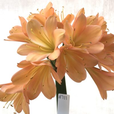 SH711  Cameron's Tipperary mid to dark peach Clivia miniata with light green throat (9 medium sized offsets attached)