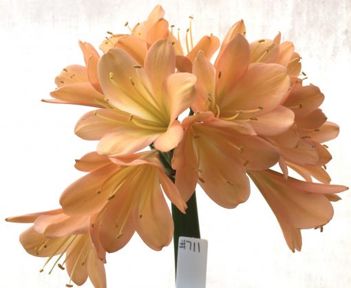 SH711  Cameron's Tipperary mid to dark peach Clivia miniata with light green throat (9 medium sized offsets attached)