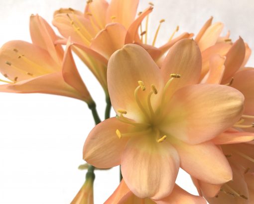 SH711  Cameron's Tipperary mid to dark peach Clivia miniata with light green throat (9 medium sized offsets attached) - Image 2