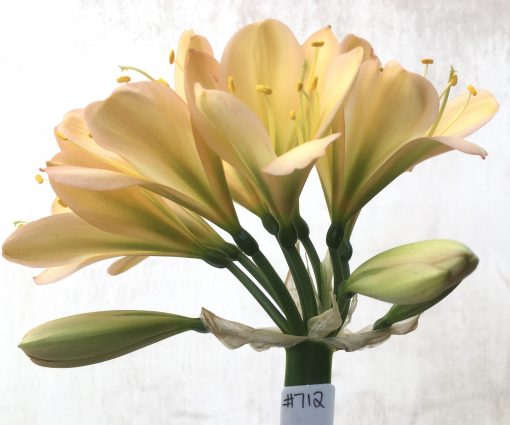 SH712  Light peach Clivia miniata with infusion of pink and green throat and broad tepals - Image 2