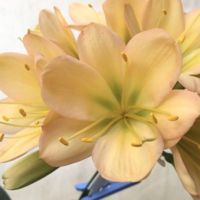 SH712  Light peach Clivia miniata with infusion of pink and green throat and broad tepals