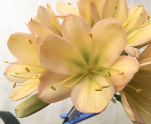 SH712  Light peach Clivia miniata with infusion of pink and green throat and broad tepals