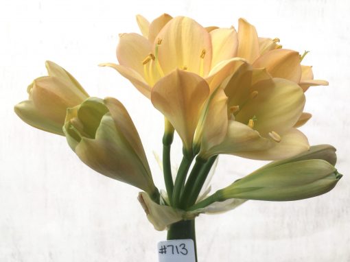 SH713  Mid peach Clivia miniata with light pink blush and yellow throat with broad overlapping tepals - Image 2