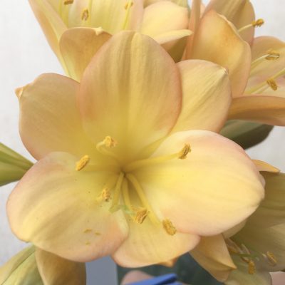SH713  Mid peach Clivia miniata with light pink blush and yellow throat with broad overlapping tepals