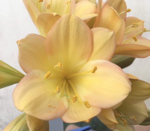 SH713  Mid peach Clivia miniata with light pink blush and yellow throat with broad overlapping tepals