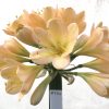 SH714  Light to mid peach Clivia miniata with light green throat, pink edging and perfect overlapping tepals - Image 2