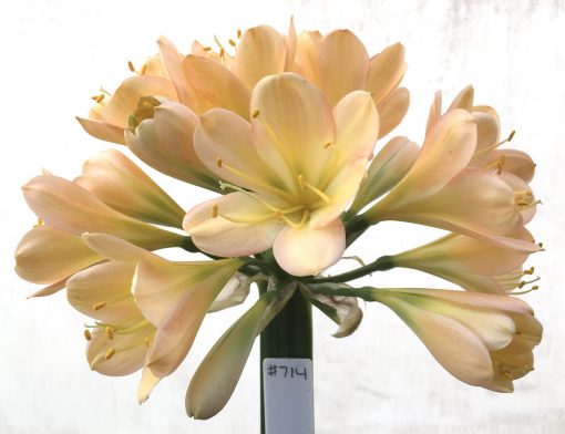 SH714  Light to mid peach Clivia miniata with light green throat, pink edging and perfect overlapping tepals - Image 2
