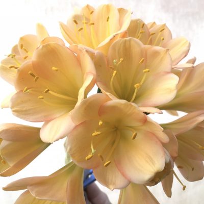 SH714  Light to mid peach Clivia miniata with light green throat, pink edging and perfect overlapping tepals