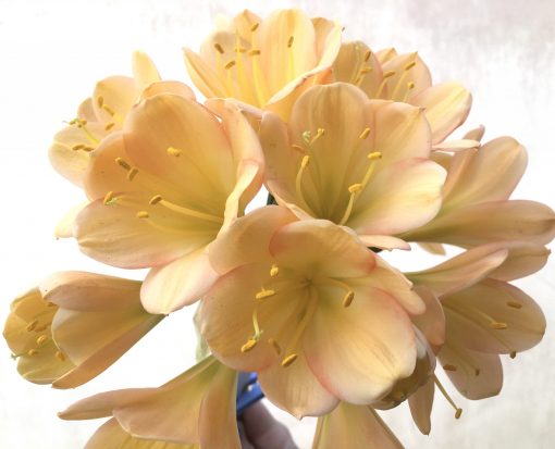 SH714  Light to mid peach Clivia miniata with light green throat, pink edging and perfect overlapping tepals