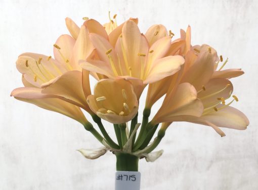 SH715  Mid peach Clivia miniata with pink blush and yellow throat - Image 2