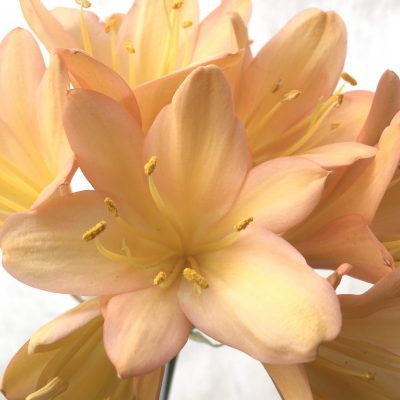SH715  Mid peach Clivia miniata with pink blush and yellow throat