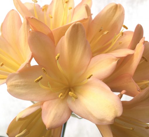 SH715  Mid peach Clivia miniata with pink blush and yellow throat