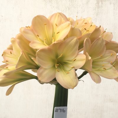 SH716  Light peach Clivia miniata with pink blush, green throat and broad tepals