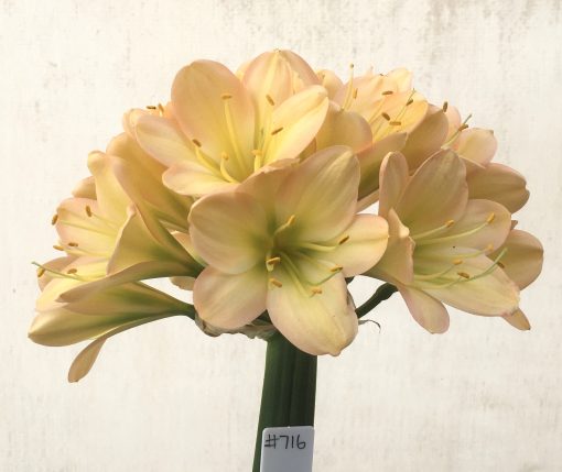 SH716  Light peach Clivia miniata with pink blush, green throat and broad tepals