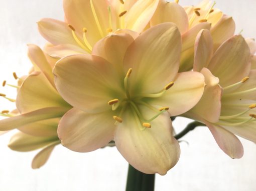 SH716  Light peach Clivia miniata with pink blush, green throat and broad tepals - Image 2