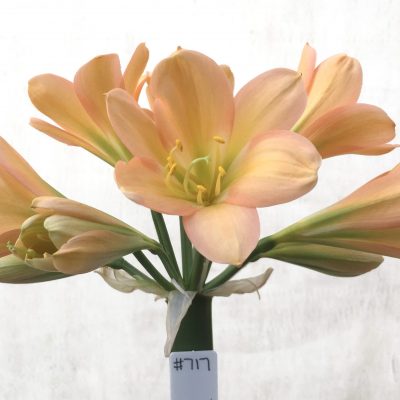 SH717  Mid peach Clivia miniata with stronk pink blush, green throat and broad tepals
