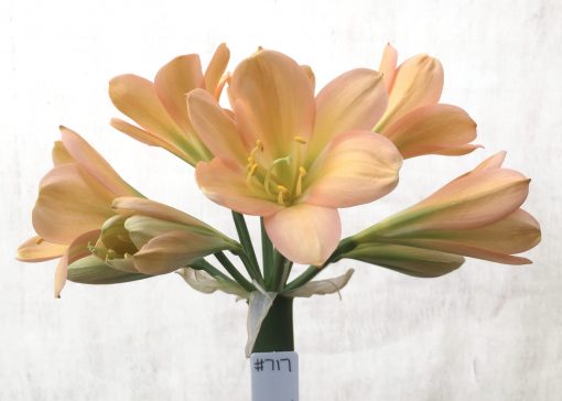 SH717  Mid peach Clivia miniata with stronk pink blush, green throat and broad tepals