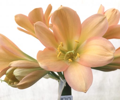 SH717  Mid peach Clivia miniata with stronk pink blush, green throat and broad tepals - Image 2